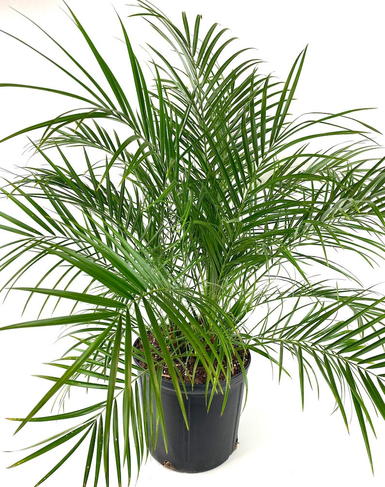 Pygmy Date Palm - Phoenix Roebelinii Pygmy Tropical Palm