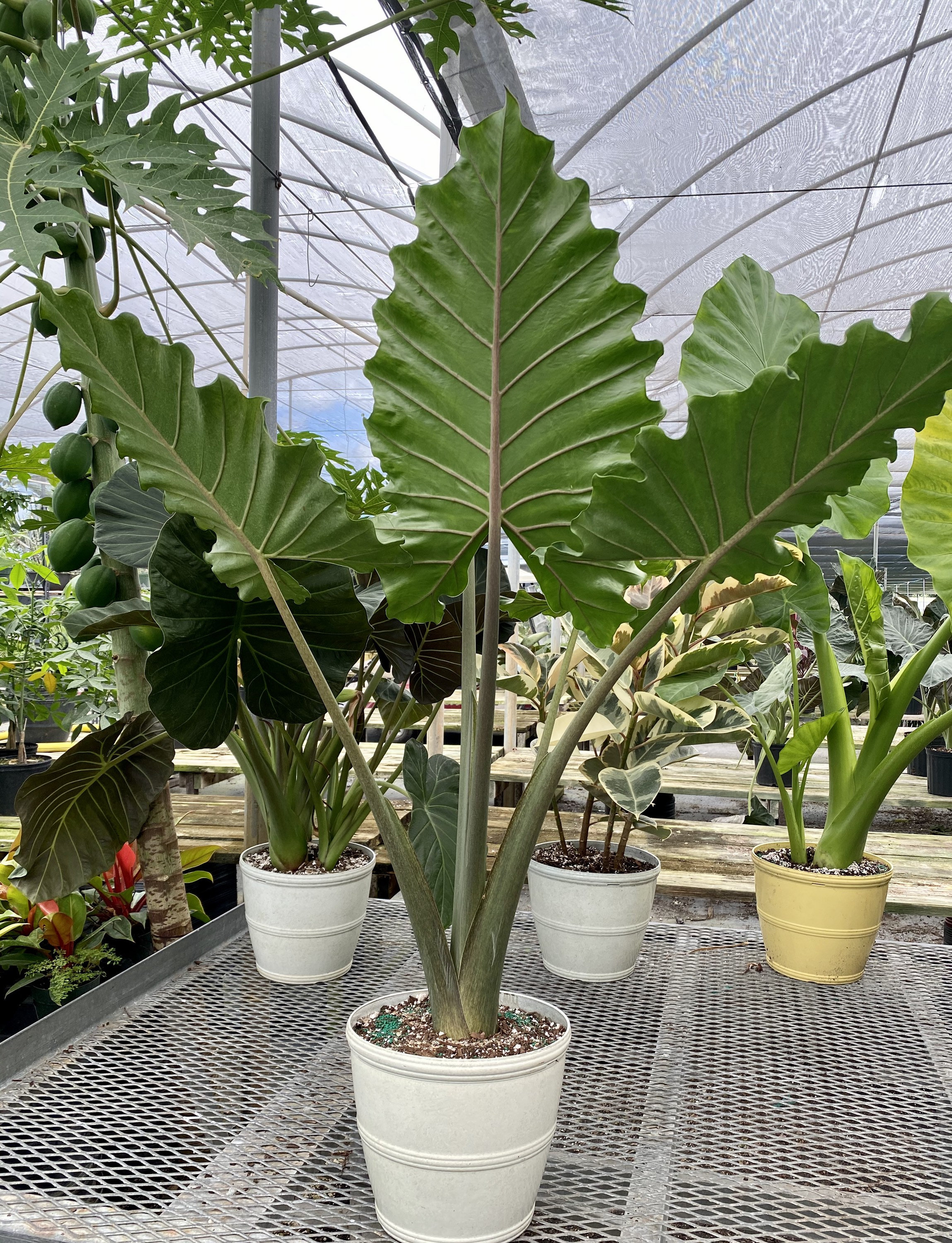 その他観葉植物 Alocasia Portora Alocasia 'Portora' « The Belmont Rooster