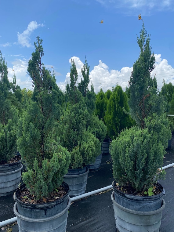 Blue Point Juniper Spiral