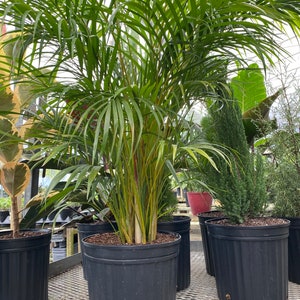 Areca Palm, Golden Cane, Dypsis Lutescens image 6