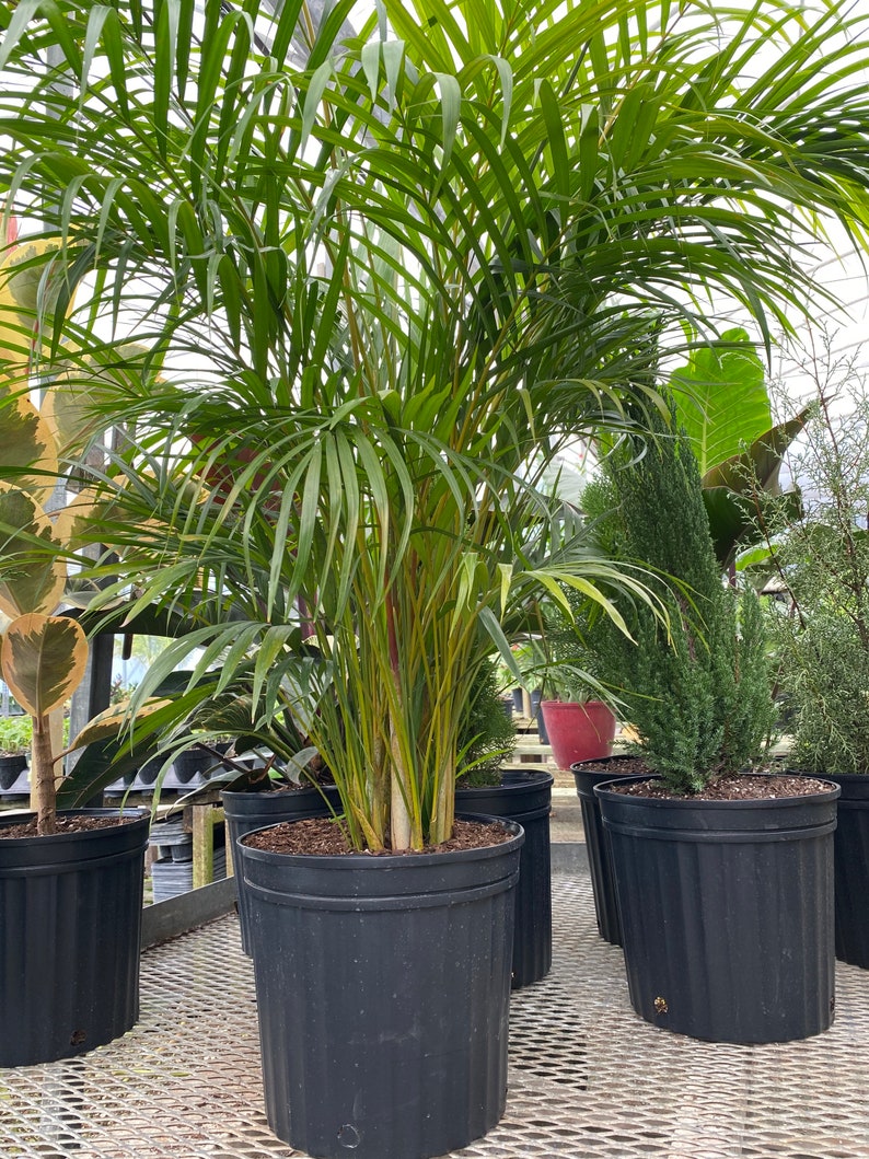 Areca Palm, Golden Cane, Dypsis Lutescens image 6