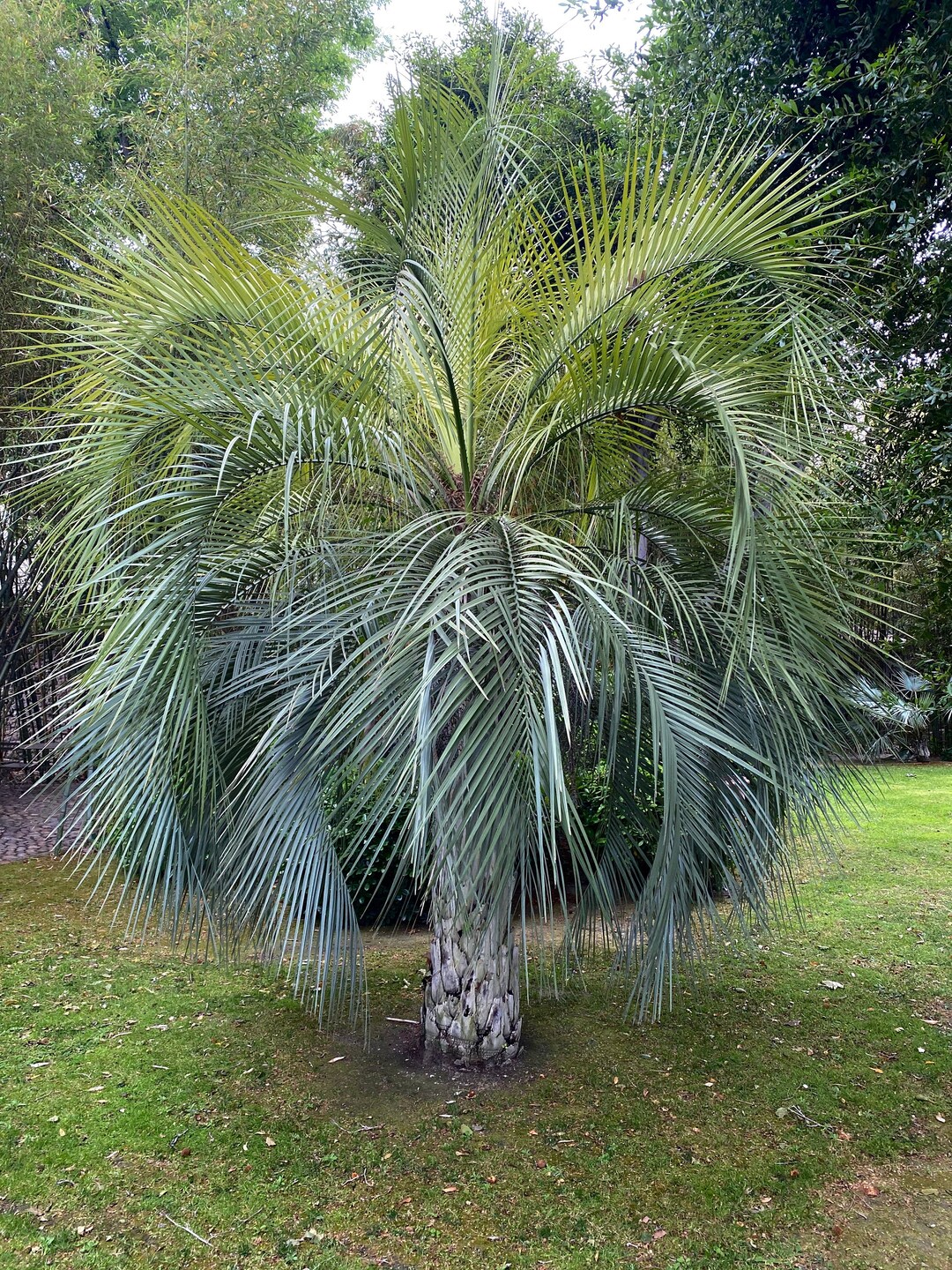Pindo Palm, Jelly Palm, Cocos Australis 