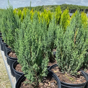 Blue Point Juniper, Juniperus chinensis, Evergreen Privacy Conifers image 8