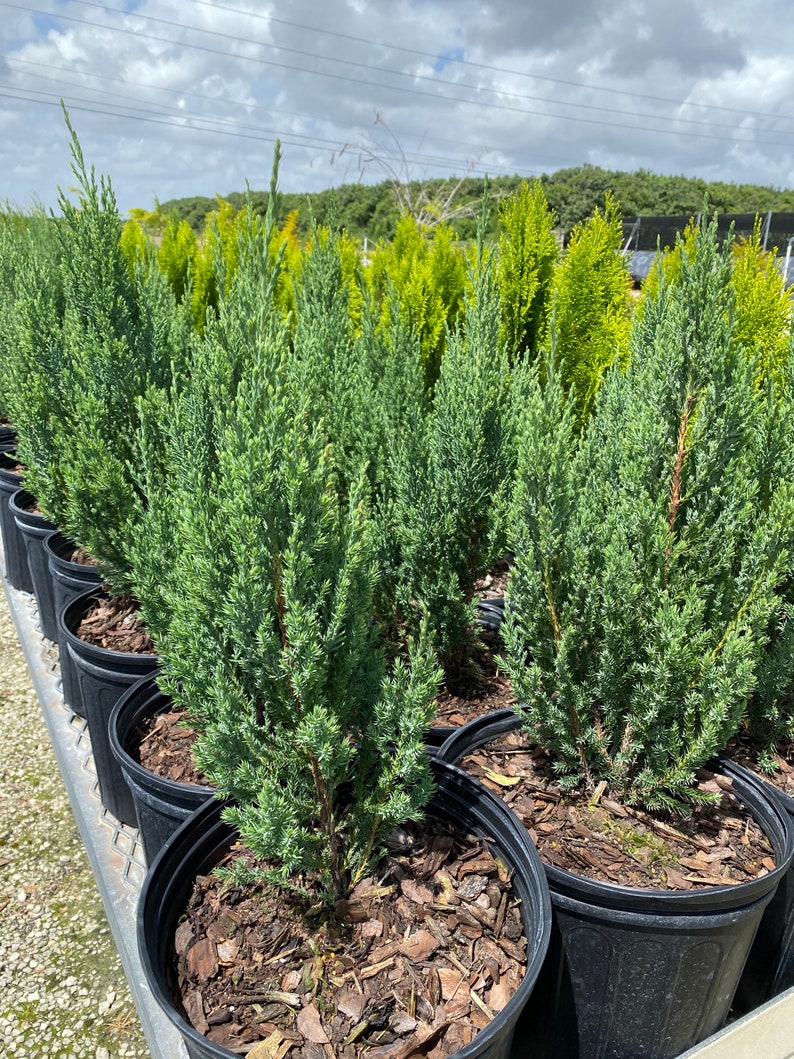 Blue Point Juniper, Juniperus chinensis, Evergreen Privacy Conifers 2gal Pot, 2-3ft