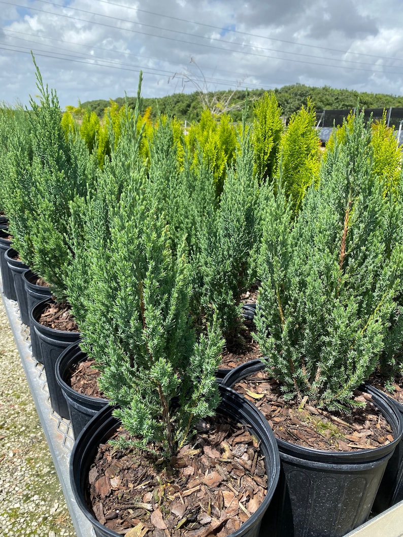 Blue Point Juniper Juniperus Chinensis Evergreen Privacy Etsy