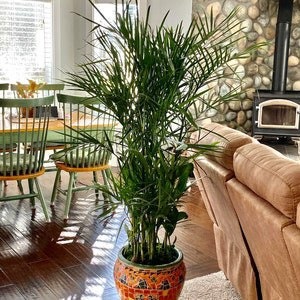 Bamboo Palm, Chamaedorea Seifrizzi, Live Plant Air Purifier