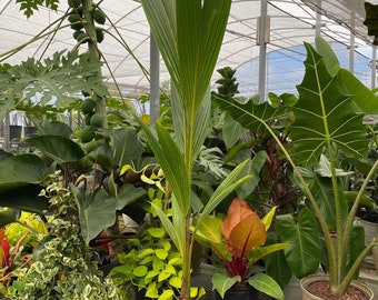 Coconut Palm Tree, Gold Malayan Cocos nucifera