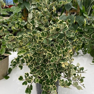 Ficus Triangularis Variegata, Bush Form Live Tropical Plant, Available from 2 to 6ft High image 4