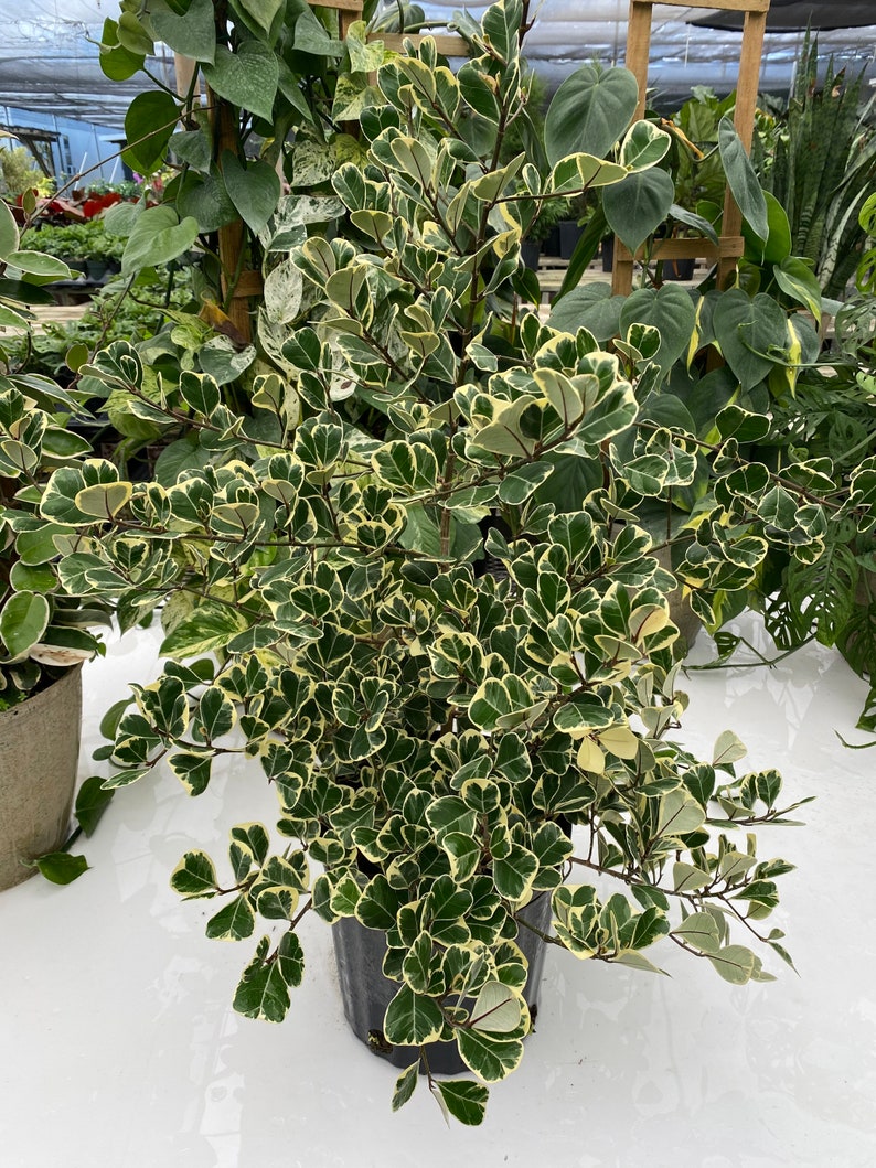 Ficus Triangularis Variegata, Bush Form Live Tropical Plant, Available from 2 to 6ft High image 4