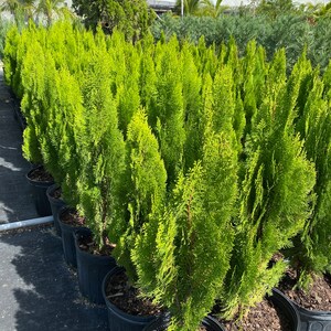 Yellow Ribbon Arborvitae, Thuja occidentalis Cypress 2gal Pot, 2-3ft