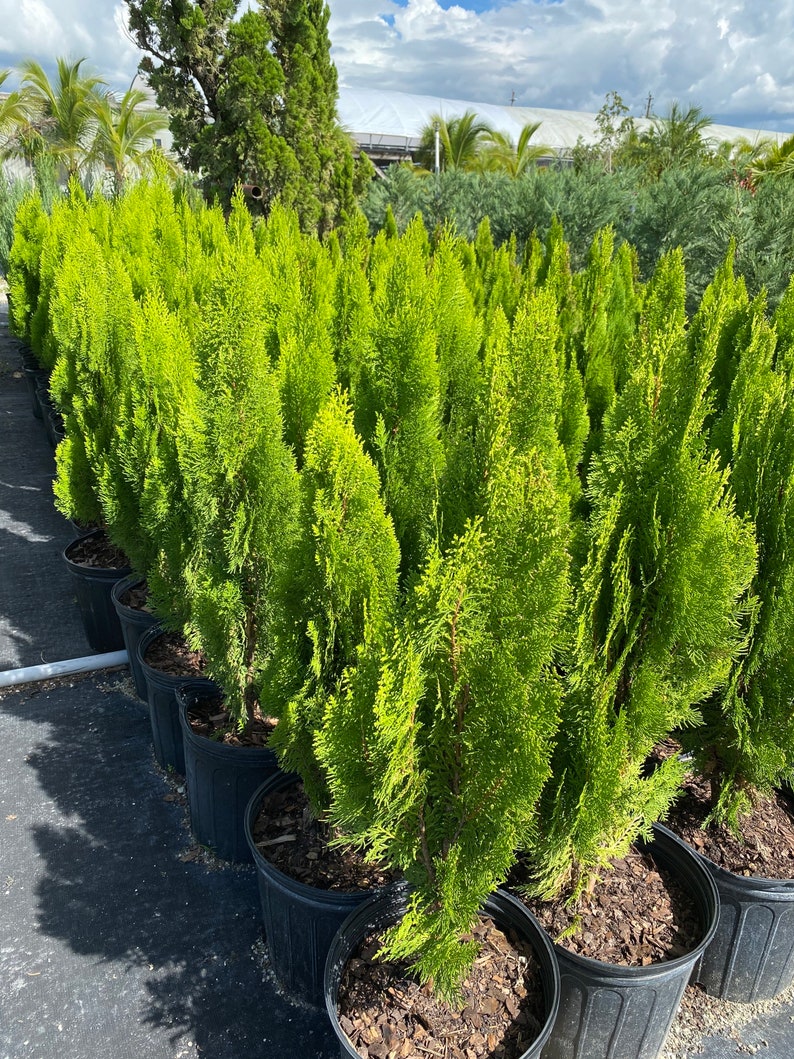 Yellow Ribbon Arborvitae, Thuja occidentalis Cypress 2gal Pot, 2-3ft