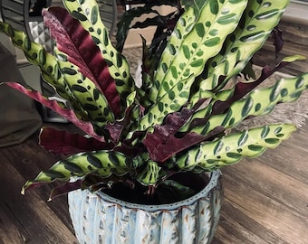 Calathea Rattle Snake Prayer Plants, Indoor Air Purifier