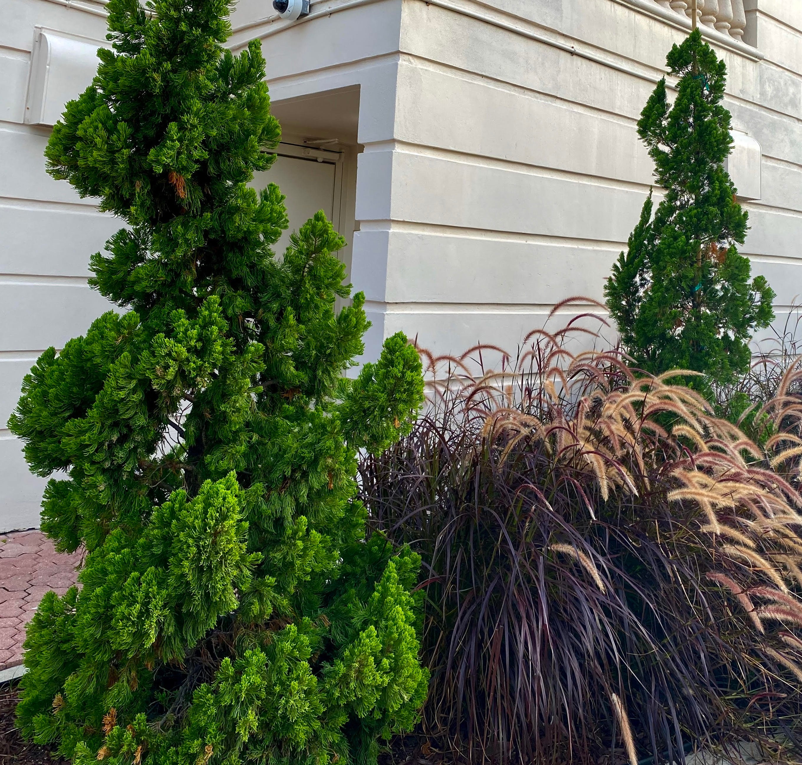 Image of Hollywood juniper evergreen shrub for front of house