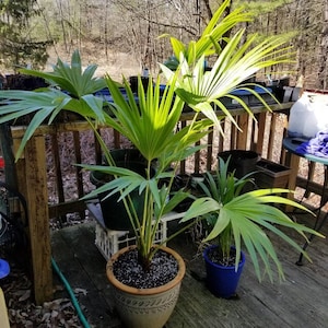 Chinese Fan Palm, Livistona chinensis