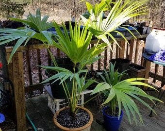 Chinese Fan Palm, Livistona chinensis