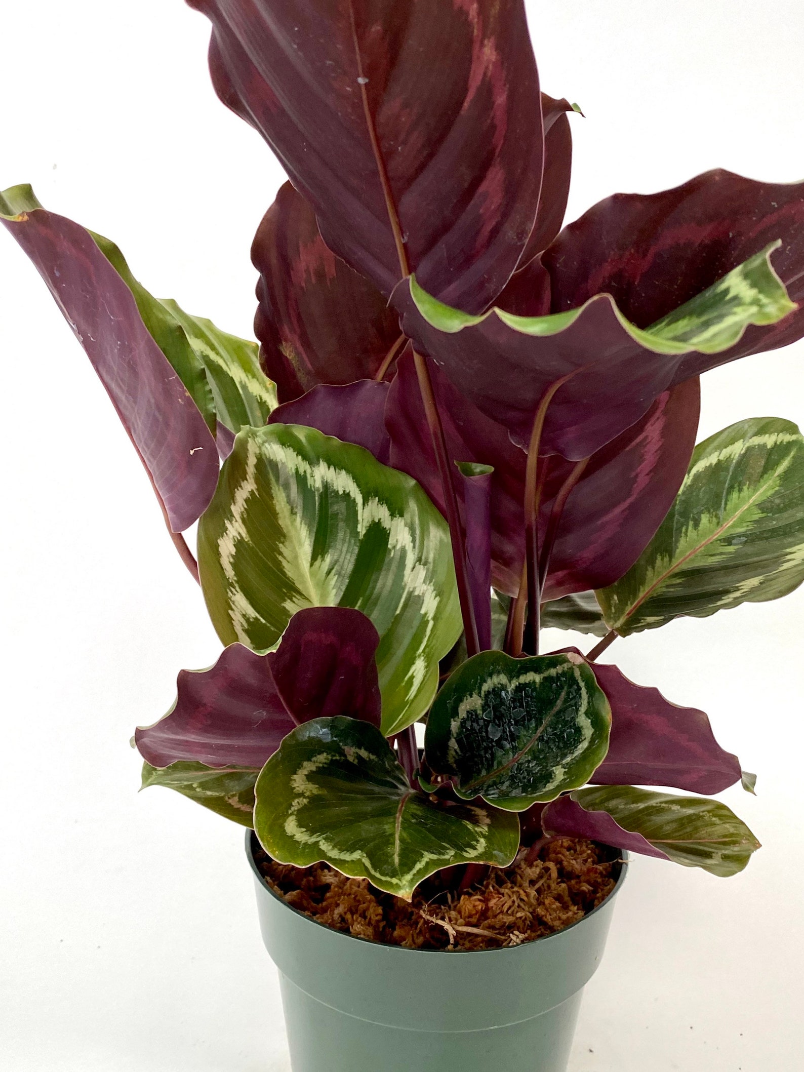 Calathea Medallion Peacock Prayer Plants 6 Grower Pot Live Etsy