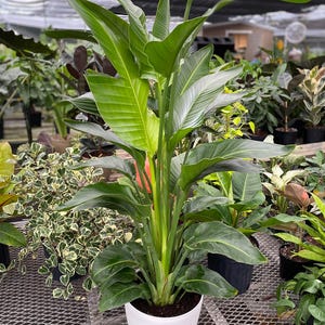 White Bird of Paradise Tree, Strelitzia Nicolai