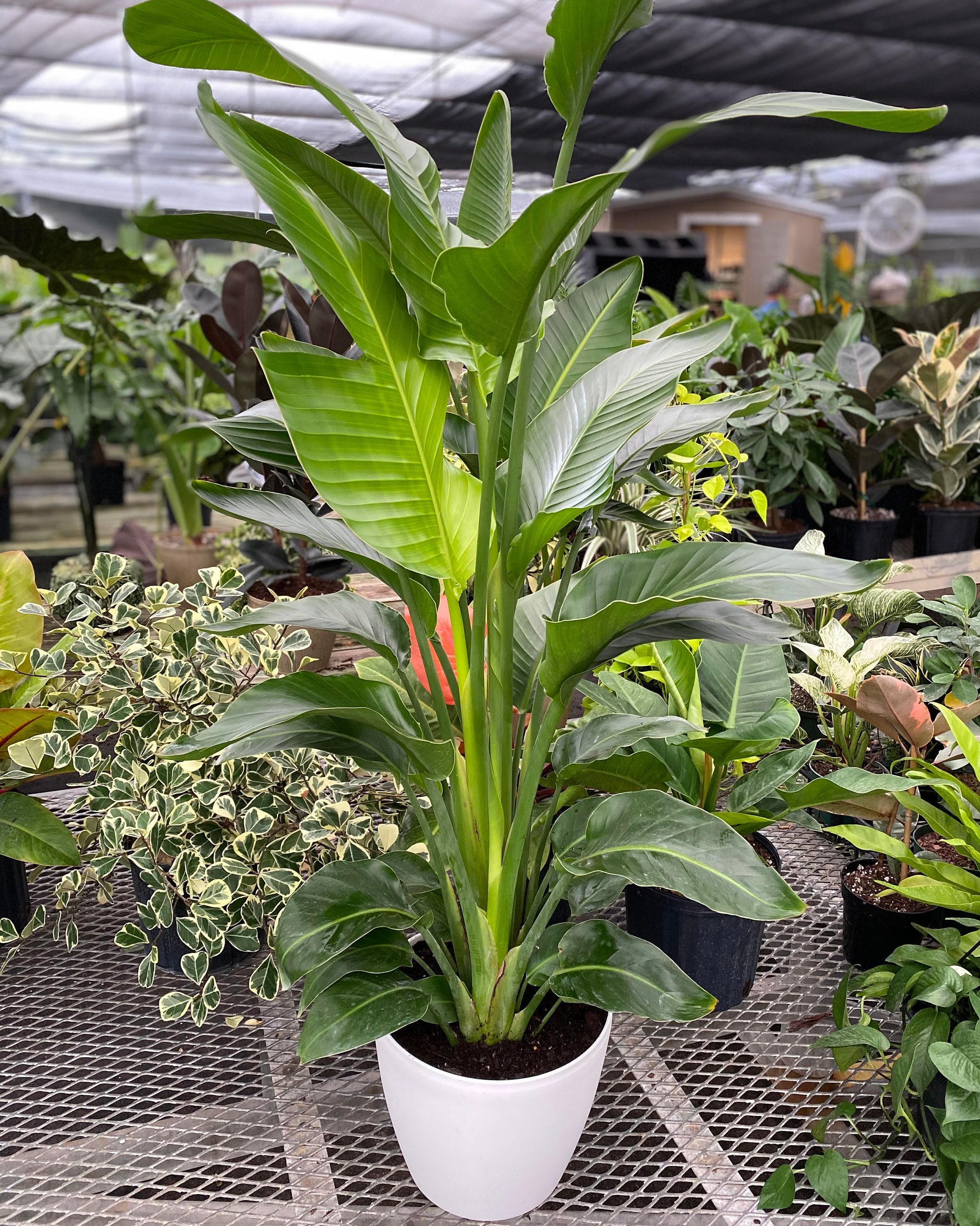 Weißer Paradiesvogelbaum, Strelitzia Nicolai