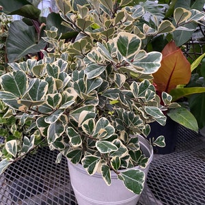 Ficus Triangularis Variegata, Bush Form Live Tropical Plant, Available from 2 to 6ft High 6in Pot, 17-20in