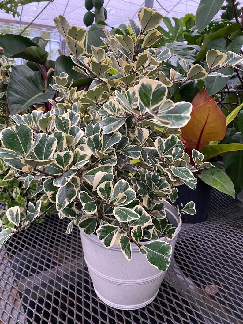 Ficus Triangularis Variegata, Bush Form Live Tropical Plant, Available from 2 to 6ft High 6in Pot, 17-20in