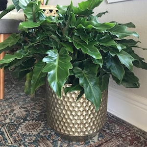 Philodendron Xanadu Winterbourn