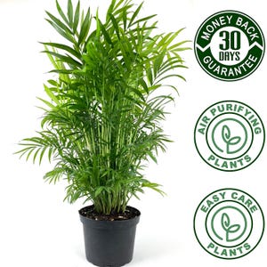 Parlor Neanthe Bella Palm, Live Plant Indoor Air Purifier