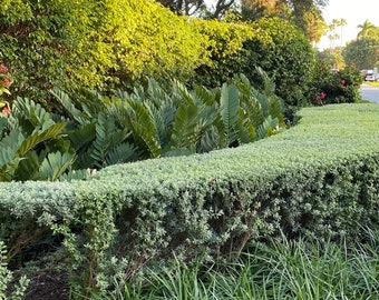 Cardboard Palm Tree, Zamia Furfuracea Cycad