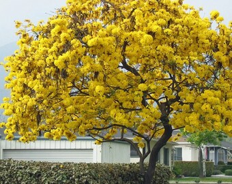 Yellow Trumpet Tree, Tabebuia Tree Caraiba