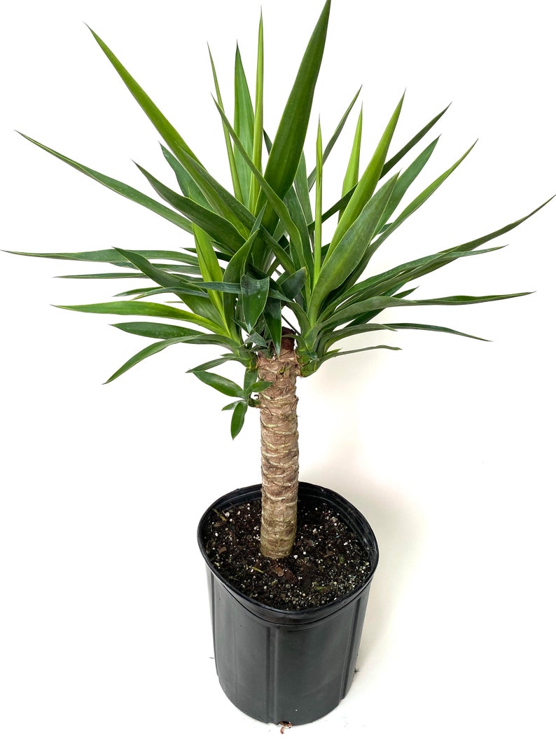 Dracaena Yucca Cane Single 2gal Pot Live Plant Indoor Air Etsy