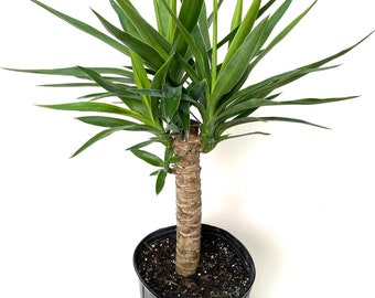 Dracaena Yucca Cane, Yucca Gigantea Single Stem