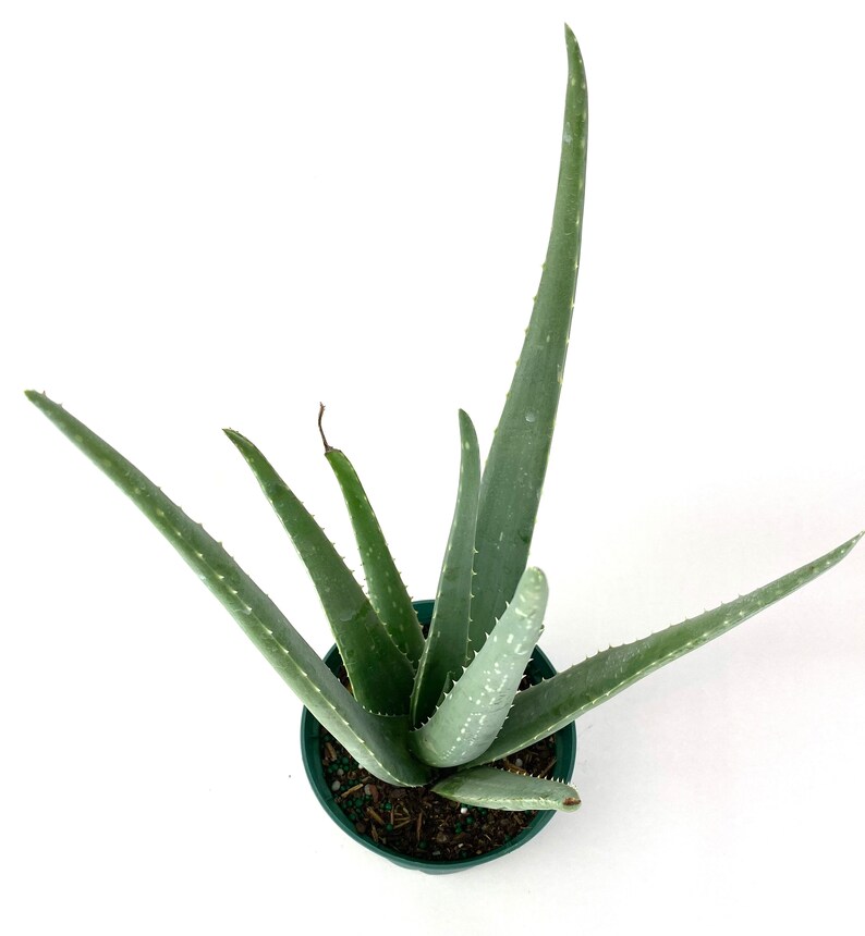 Aloe Vera Medicinal Aloe 6 Grower Pot Live Plant Indoor Etsy