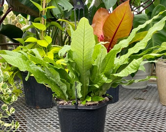 Crocodile Fern, Crocodylus Fern