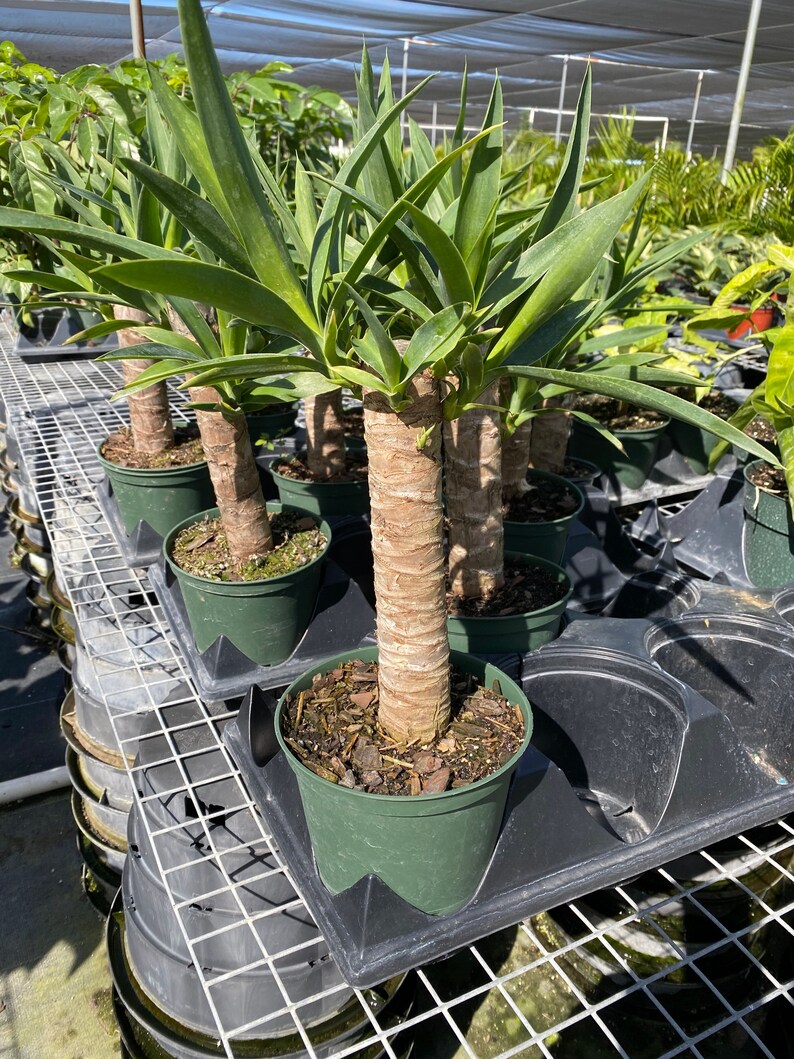 Dracaena Yucca Cane 6in Pot Live Plant Indoor Air Purifier Etsy