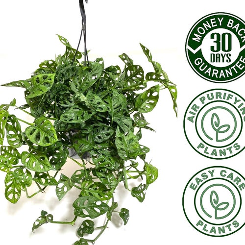 Monstera Adansonii Swiss Cheese Vining Plant in 8 Inch Hanging Etsy