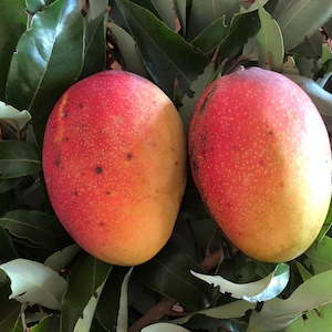 Glenn Mango Fruit Tree, Mangifera indica