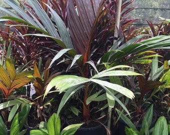 Areca Vestiaria, Red Crownshaft Palm, Rare and Exotic