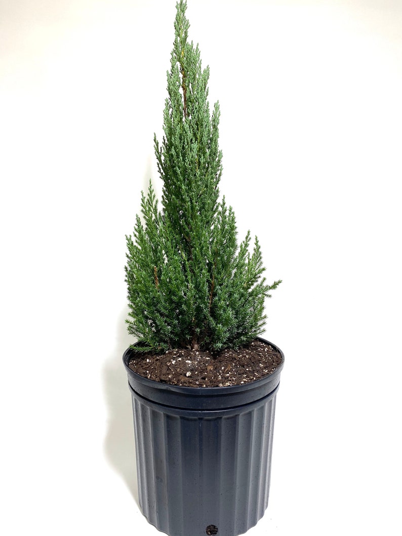 Blue Point Juniper, Juniperus chinensis, Evergreen Privacy Conifers image 2