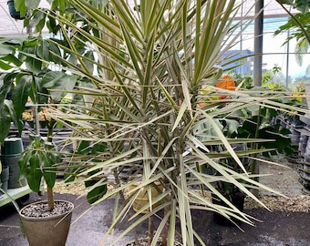 Dracaena Dragon Tree Bicolor, Tree Form
