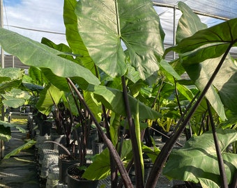 Alocasia Black Stem, Elephant Ears, Live Tropical Plant