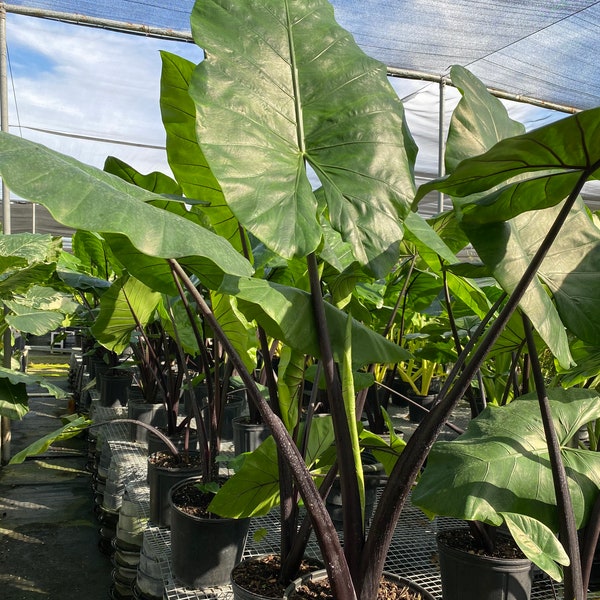 Alocasia Black Stem, Elephant Ears, Live Tropical Plant