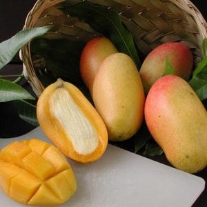 Valencia Pride Mango Fruit Tree, Mangifera indica