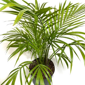 Majesty Palm, Ravenea Rivularis Live Indoor Plant image 6