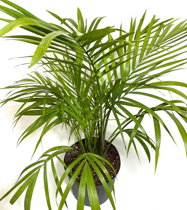 Majesty Palm, Ravenea Rivularis Live Indoor Plant image 6