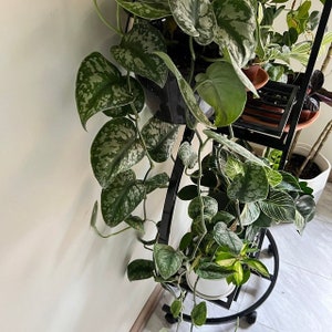 Pothos Silver Satin Pothos, Silvery Ann, Variegated Green Silver