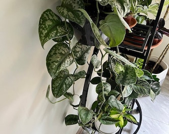 Pothos Silver Satin Pothos, Silvery Ann, Variegated Green Silver