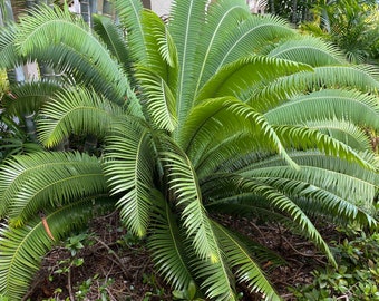 Palm Dioon Palm, Mexican Cycad, Gum Palm