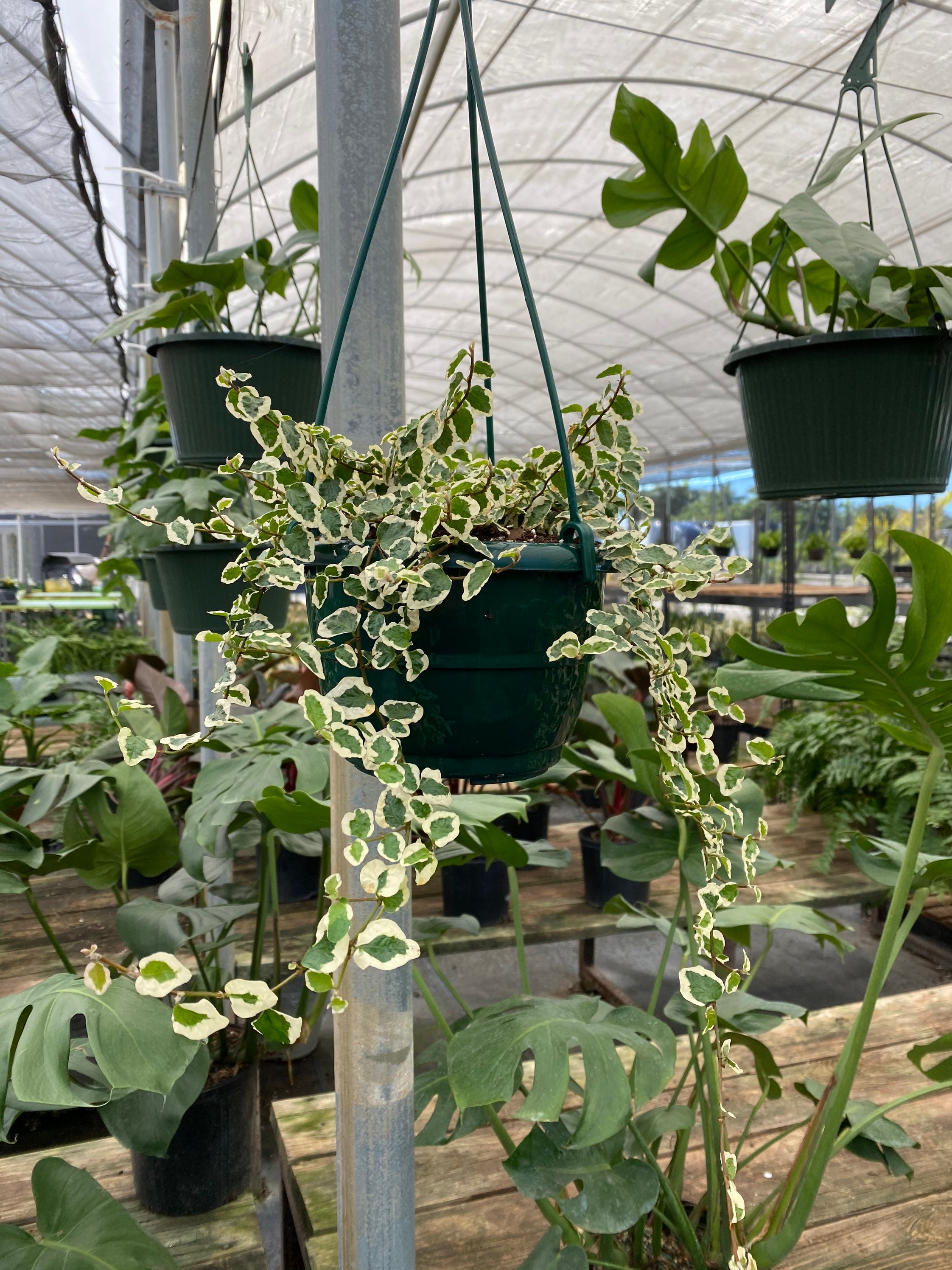 Ficus Repens Pumila 6in Hanging Basket Vines Hang 1315in Etsy