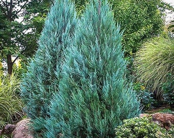 Blue Point Juniper, Juniperus chinensis, Evergreen Privacy Conifers