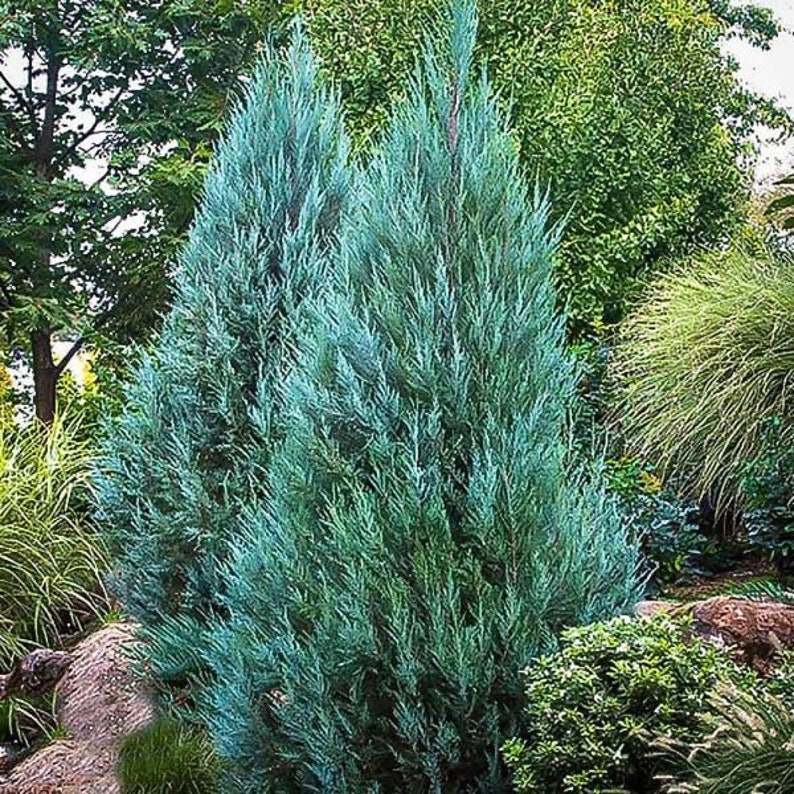 Blue Point Juniper, Juniperus chinensis, Evergreen Privacy Conifers 7gal Pot, 5-6ft