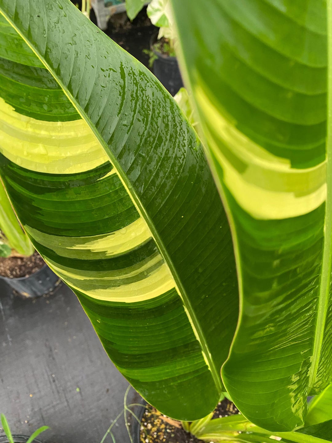 落葉樹 2025.07.25 Florida variegated. MonsteraX Auctions | Musa florida variegated banana x29a